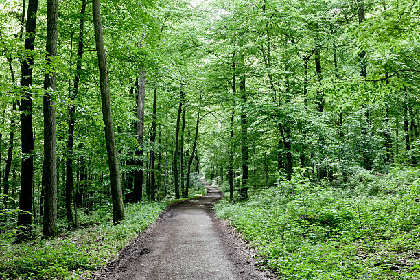 way through the green forest beautiful trees in the wild forest tiefenbach stock pictures, royalty-free photos & images