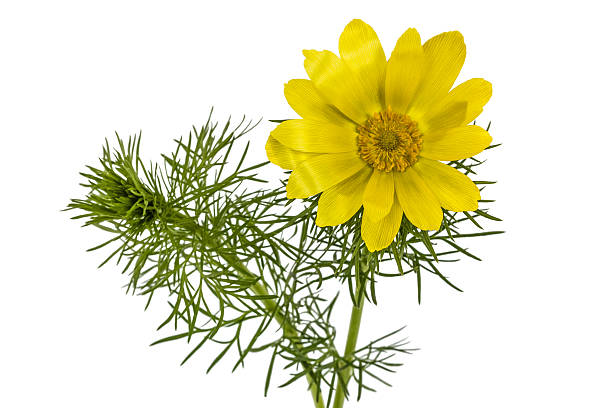 istock Flowers of Adonis, lat. Adonis vernalis 466271300