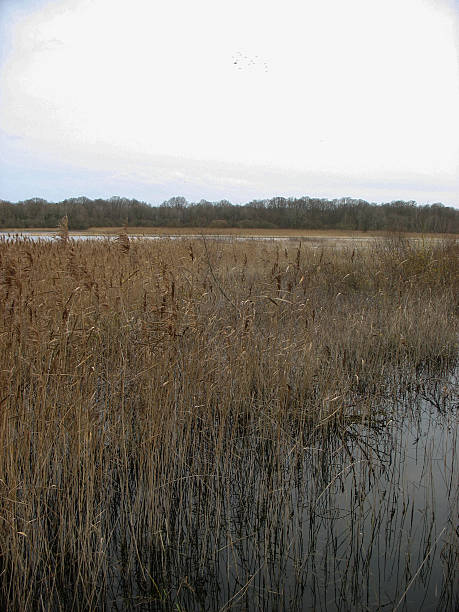 istock Reedbed near a lake during winter 466271320