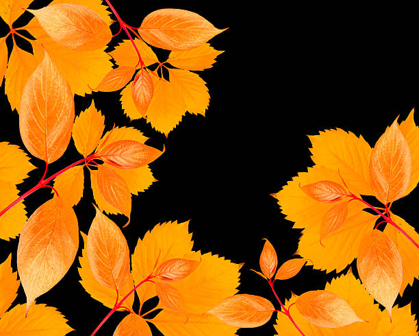 istock garden leaves on black background 466271466