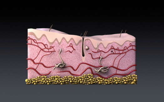 Computer generated image illustrating the two layers of human skin, epidermis, dermis and hair follicle.