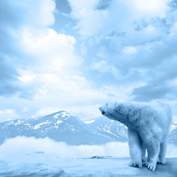 istock Arctic polar bear, Ursus maritimus 466271802