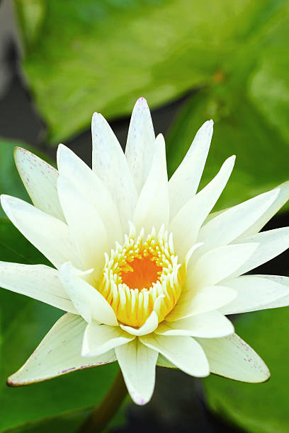 istock White lotus flower in the nature. 466272838