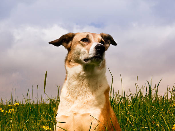 Dog in the dandelion meadow, portrait, front view, (147)