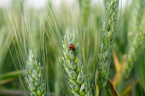 ladybug on wheat