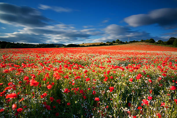 Blackstone Poppy Field