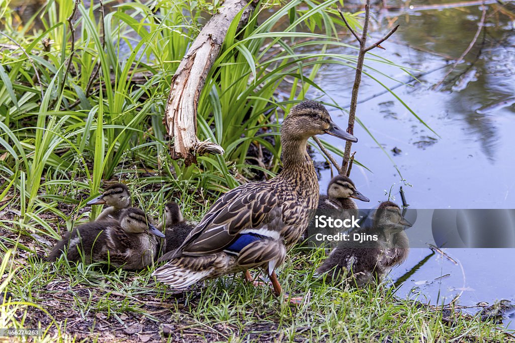 Mama Kaczka z ducklings w pobliżu wody - Zbiór zdjęć royalty-free (Kaczę)