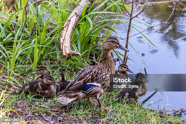 Mama Pato Com Ducklings Junto À Água - Fotografias de stock e mais imagens de Cruzar - Cruzar, Patinho, Amor