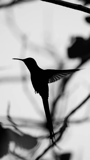 istock Humming bird in silhouette 466274628