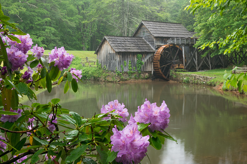 Rhododendron blooms on a misty evening at Mabry Mill on the Blue Ridge Parkway in Virginia.