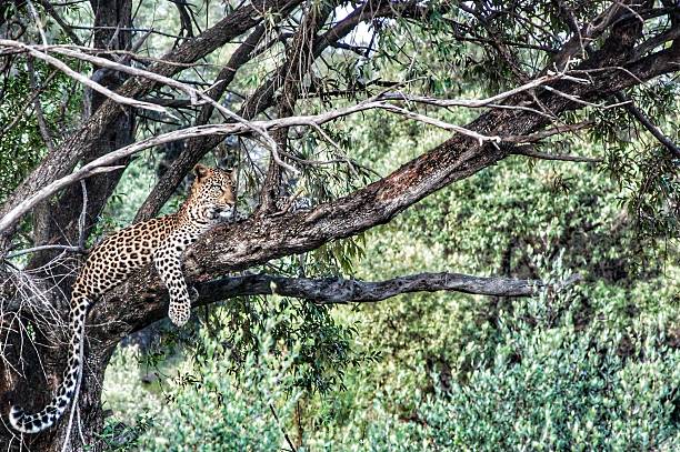 vous recherchez se recueille léopard - pilanesberg national park photos photos et images de collection