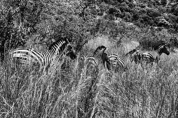 istock four zebras in black and white 466276192