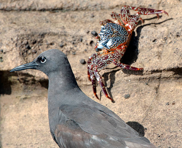 It's behind you - Brown Noddy and crab, Galapagos Brown Noddy perched precariously on protrusions in the volcanic lava cliff face of the Galapagos Islands, seemingly unaware of the Sally Lightfoot crab scuttling behind him, Ecuador brown noddy stock pictures, royalty-free photos & images