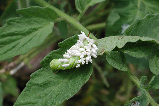 A tomato hoirnwrm on tomato plant with dozes of parasitic wassp coccon on its back, otherwise camouflaged!