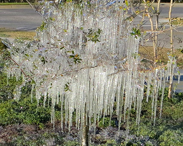 Frozen in Florida 2 Feb 19 2015 stock photo