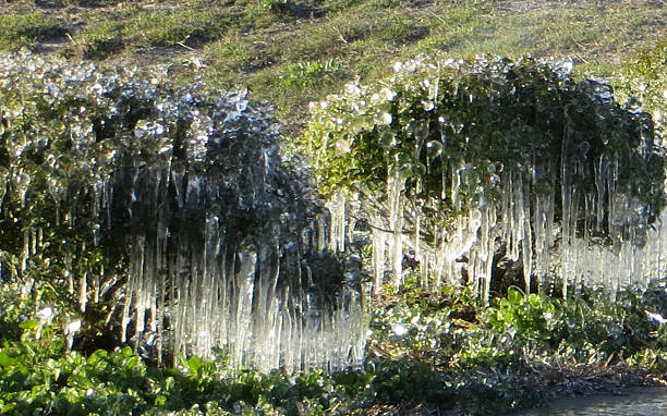Frozen in Florida 4 Feb 19 2015 stock photo