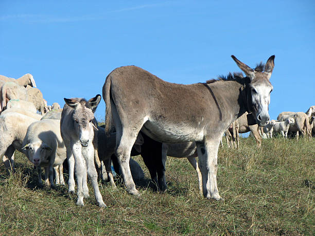 mały osioł i jego matka osioł i paść się - donkey mule large grazing zdjęcia i obrazy z banku zdjęć