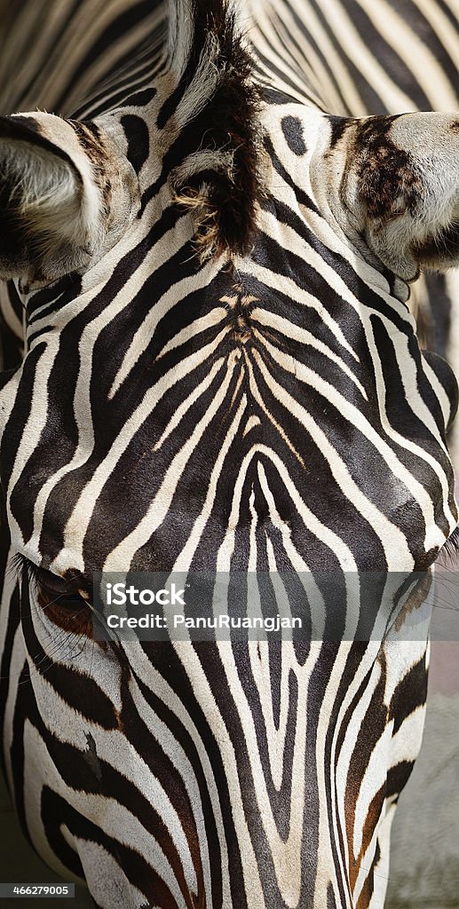 Common Zebra Skin of Common Zebra, Burchell's Zebra Africa Stock Photo