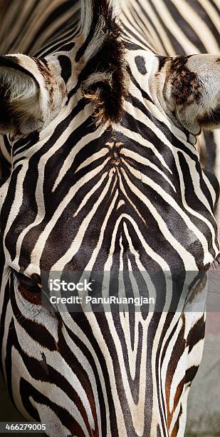 Common Zebra Stock Photo - Download Image Now - Africa, Animal, Animal Body Part