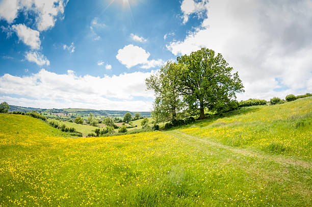An Oak Tree In A Beautiful Rolling Landscape In The Cotswolds, England