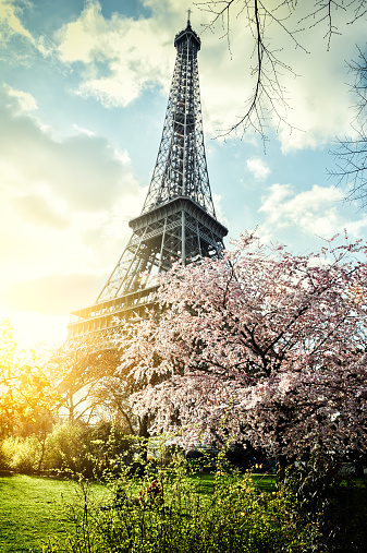 Springtime in Paris. Eiffel tower (toned image)