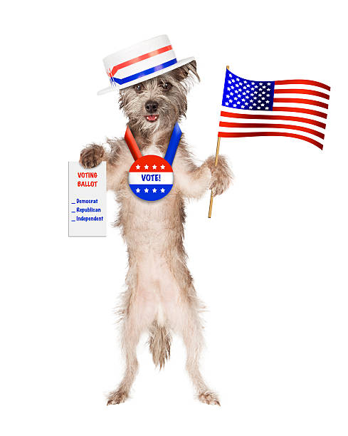 un cane indossa un cappello e voto politico del pulsante con - dog patriotism flag politics foto e immagini stock