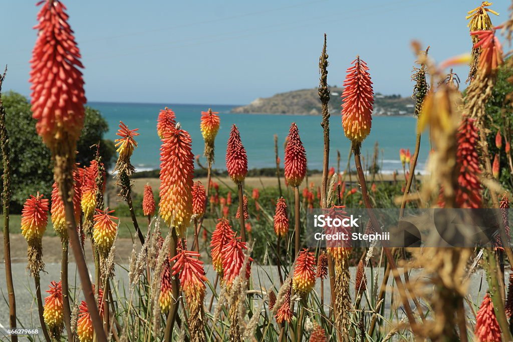 Flowers Torch lilies on the coast of New Zealand 2015 Stock Photo