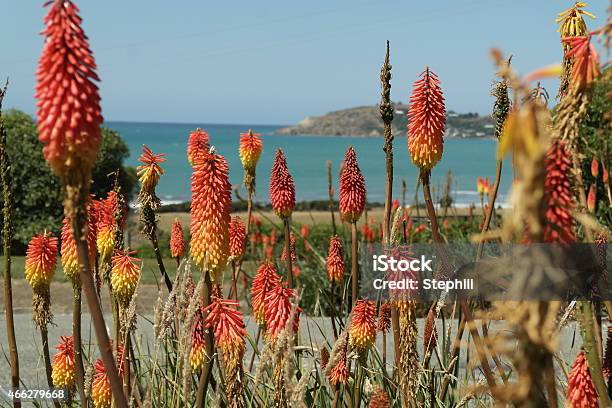 Flowers Stock Photo - Download Image Now - 2015, Aloe, Asparagales