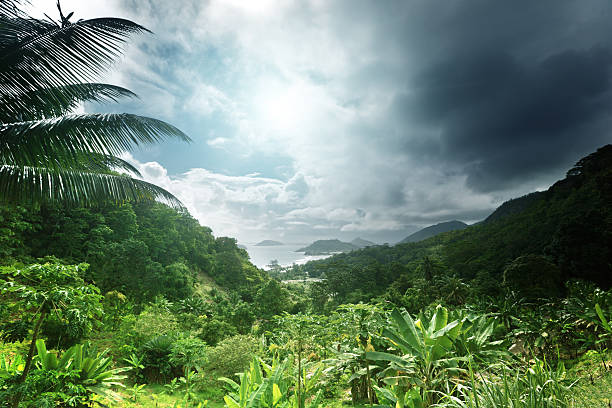 istock jungle of seychelles island 466279924