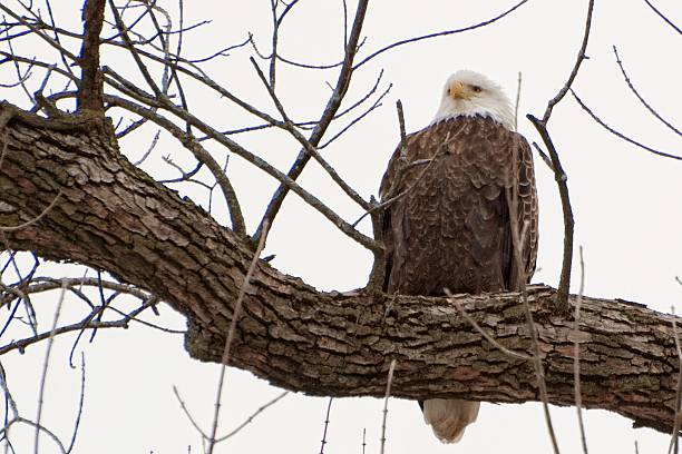Bald Eagle Sitting in a Tree on a Cloudy Winter Day Bald eagle perched in a tree on a cloudy winter day near the Mississippi River and Davenport, Iowa.  The eagle is the emblem for the United States.  This beautiful bird has a majestic pose against a grey sky. davenport iowa stock pictures, royalty-free photos & images