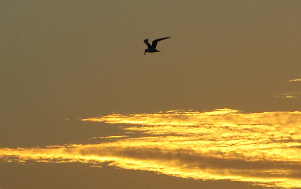 Tern at Sunset 02 Feb 21 2015 stock photo