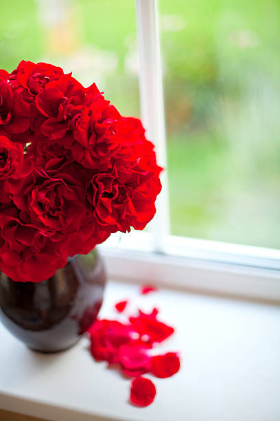 istock red roses in a clay vase naturally lit by window 466280379