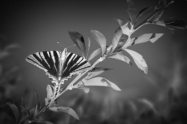 istock Butterfly on a branch black and white 466280431