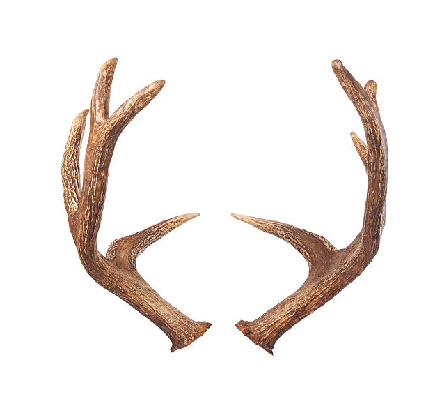 에우크 사슴뿔. 흰색 바탕에 그림자와 - antler stag deer animal skull 뉴스 사진 이미지