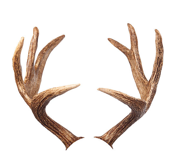 에우크 사슴뿔. 흰색 바탕에 그림자와 - antler stag deer animal skull 뉴스 사진 이미지