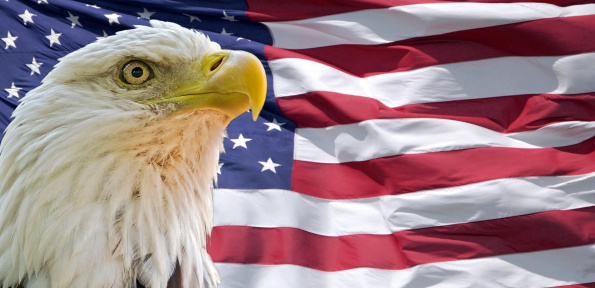 portrait of a bald eagle in front of the flag of the USA