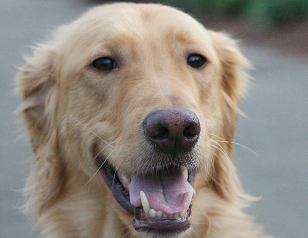 istock Golden Retriever Dog 466280664
