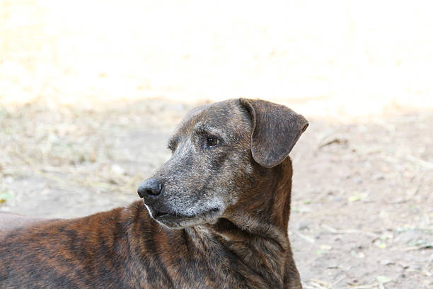 istock Close up thai dog,Brown dog 466280922