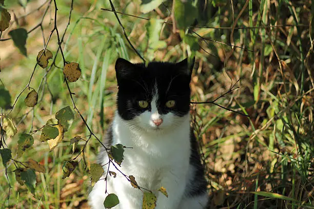 Photo of Black-and white cat in the bush