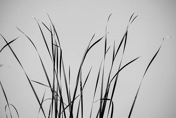 istock few bents on the blue sky background - monochrome 466281896