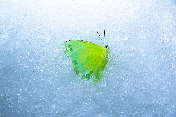 Frozen Butterfly stock photo