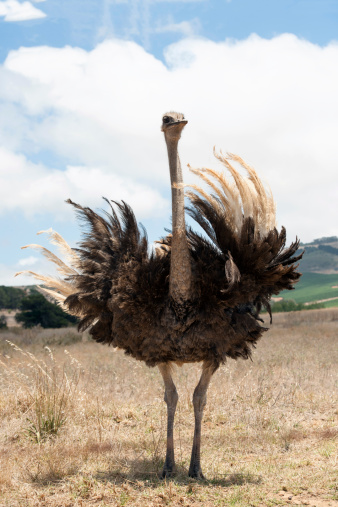 Adult  ostrich showing off feathers and wings