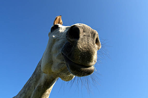 istock Portrait of a smiling horse 466283110