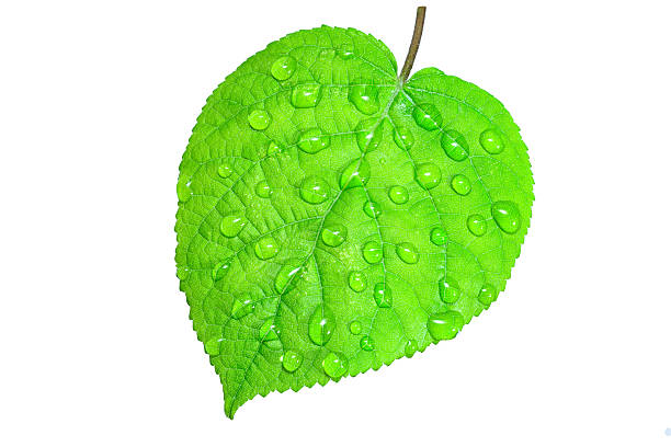 istock Green leaf with drops of water on white background 466283926