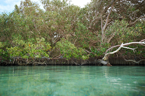 Mangrove forest in the Nabq national park, Egypt.