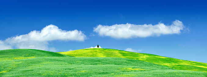 Panorama - Lonely cypress on hill, green fields, the blue sky and white cloud
