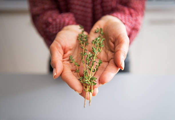 istock closeup on young housewife showing fresh thymus 466284970