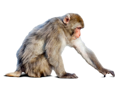 Macaco japonés (Macaca fuscata) sobre blanco photo