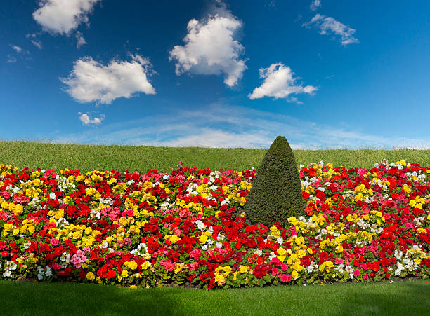 flowers in the garden with blue sky by spring
