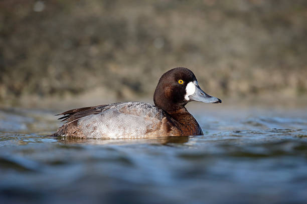Greater scaup, Aythya marila Greater scaup, Aythya marila, single female on water, Dumfries, Scotland, January 2015. greater scaup stock pictures, royalty-free photos & images
